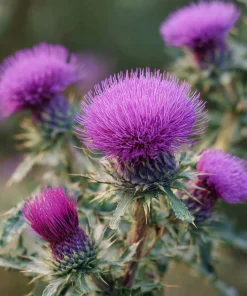 Milk Thistle Seeds - 30 Count Heirloom Medicinal & Culinary Herb - Image 3