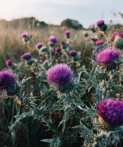 Milk Thistle Seeds - 30 Count Heirloom Medicinal & Culinary Herb - Image 4