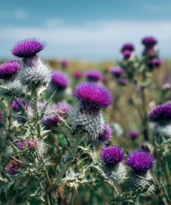 Milk Thistle Seeds - 30 Count Heirloom Medicinal & Culinary Herb - Image 5