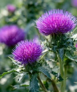 Milk Thistle Seeds - 30 Count Heirloom Medicinal & Culinary Herb - Image 1