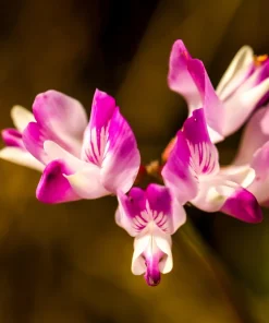 Milk Vetch Seeds - Astragalus Sinicus Pink Purple Flower Ground Cover - 50 Seeds - Image 10