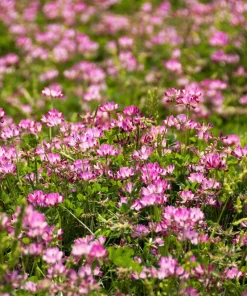 Milk Vetch Seeds - Astragalus Sinicus Pink Purple Flower Ground Cover - 50 Seeds - Image 2