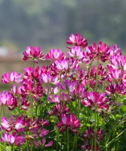 Milk Vetch Seeds - Astragalus Sinicus Pink Purple Flower Ground Cover - 50 Seeds - Image 3