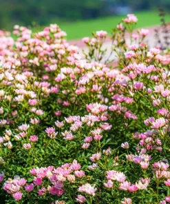 Milk Vetch Seeds - Astragalus Sinicus Pink Purple Flower Ground Cover - 50 Seeds - Image 4