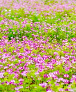Milk Vetch Seeds - Astragalus Sinicus Pink Purple Flower Ground Cover - 50 Seeds - Image 5