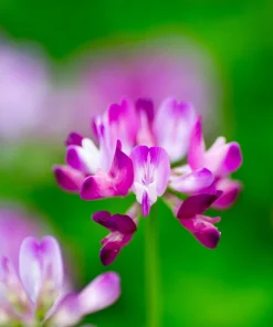 Milk Vetch Seeds - Astragalus Sinicus Pink Purple Flower Ground Cover - 50 Seeds - Image 6