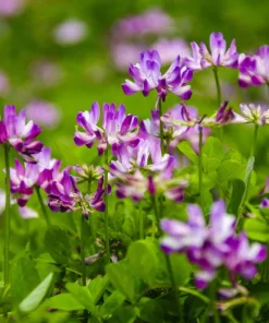 Milk Vetch Seeds - Astragalus Sinicus Pink Purple Flower Ground Cover - 50 Seeds - Image 7