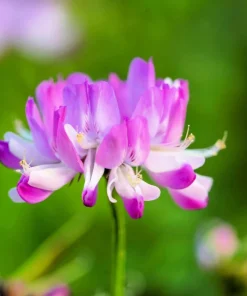 Milk Vetch Seeds - Astragalus Sinicus Pink Purple Flower Ground Cover - 50 Seeds - Image 8