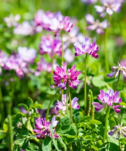 Milk Vetch Seeds - Astragalus Sinicus Pink Purple Flower Ground Cover - 50 Seeds - Image 9