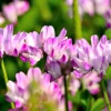 Milk Vetch Seeds - Astragalus Sinicus Pink Purple Flower Ground Cover - 50 Seeds - Image 1