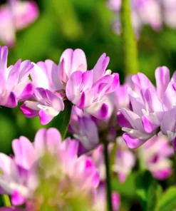 Milk Vetch Seeds - Astragalus Sinicus Pink Purple Flower Ground Cover - 50 Seeds - Image 1