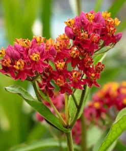 Milkweed Blood Flower Seeds – Vibrant Red Blooms, 50 Seeds, Pollinator Friendly - Image 2