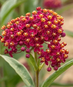 Milkweed Blood Flower Seeds – Vibrant Red Blooms, 50 Seeds, Pollinator Friendly - Image 3