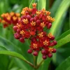 Milkweed Blood Flower Seeds – Vibrant Red Blooms, 50 Seeds, Pollinator Friendly - Image 1