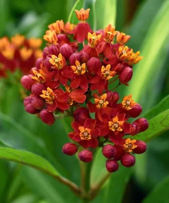 Milkweed Blood Flower Seeds – Vibrant Red Blooms, 50 Seeds, Pollinator Friendly - Image 1