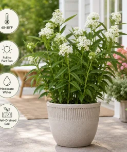 Milkweed Tuberosa Live Plants - Set of 2, 4-6 Inch Starter Perennials for Outdoor - Image 2
