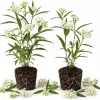 Milkweed Tuberosa Live Plants - Set of 2, 4-6 Inch Starter Perennials for Outdoor - Image 1