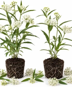 Milkweed Tuberosa Live Plants - Set of 2, 4-6 Inch Starter Perennials for Outdoor - Image 1