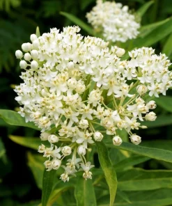 Milkweed Tuberosa Live Plants - Set of 2, 4-6 Inch Starter Perennials for Outdoor - Image 3