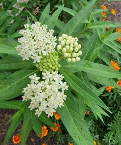 Milkweed Tuberosa Live Plants - Set of 2, 4-6 Inch Starter Perennials for Outdoor - Image 4