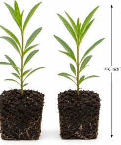 Milkweed Tuberosa Live Plants - Set of 2, 4-6 Inch Starter Perennials for Outdoor - Image 6