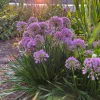 Millenium Onion Allium 'Millenium' Live Plant, 4 Inch Pot, Zones 5-8, Full Sun to Part Shade - Image 1