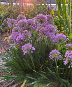 Millenium Onion Allium 'Millenium' Live Plant, 4 Inch Pot, Zones 5-8, Full Sun to Part Shade - Image 1