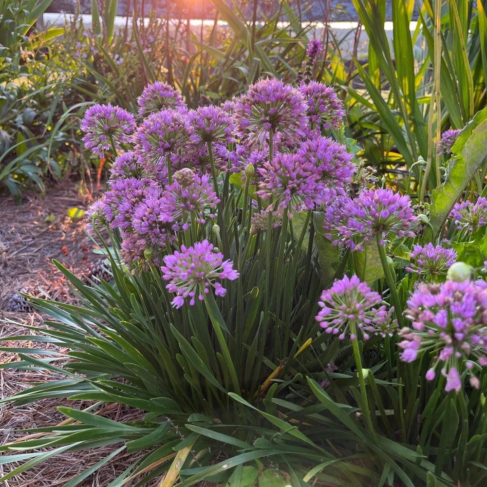 Millenium Onion Allium 'Millenium' Live Plant, 4 Inch Pot, Zones 5-8, Full Sun to Part Shade - Image 1