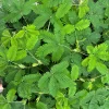 Mimosa Pudica Live Plant - Sensitive Shy Plant in 3.5 Inch Pot - Indoor/Outdoor - Image 1