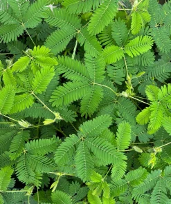 Mimosa Pudica Live Plant - Sensitive Shy Plant in 3.5 Inch Pot - Indoor/Outdoor - Image 1