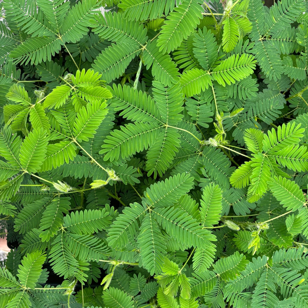 Mimosa Pudica Live Plant - Sensitive Shy Plant in 3.5 Inch Pot - Indoor/Outdoor - Image 1