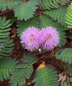 Mimosa Pudica Seeds - 100 Sensitive Plant Seeds - Touch-Me-Not Flower Seeds - Image 10