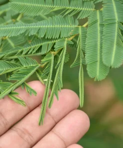 Mimosa Pudica Seeds - 100 Sensitive Plant Seeds - Touch-Me-Not Flower Seeds - Image 2