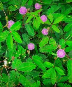 Mimosa Pudica Seeds - 100 Sensitive Plant Seeds - Touch-Me-Not Flower Seeds - Image 3