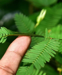 Mimosa Pudica Seeds - 100 Sensitive Plant Seeds - Touch-Me-Not Flower Seeds - Image 4