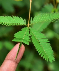 Mimosa Pudica Seeds - 100 Sensitive Plant Seeds - Touch-Me-Not Flower Seeds - Image 5