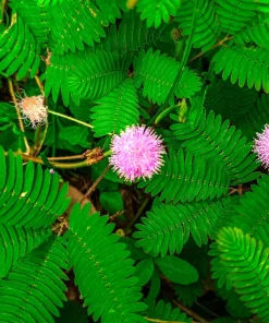 Mimosa Pudica Seeds - 100 Sensitive Plant Seeds - Touch-Me-Not Flower Seeds - Image 6