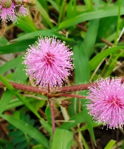 Mimosa Pudica Seeds - 100 Sensitive Plant Seeds - Touch-Me-Not Flower Seeds - Image 7
