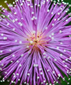 Mimosa Pudica Seeds - 100 Sensitive Plant Seeds - Touch-Me-Not Flower Seeds - Image 8