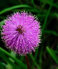 Mimosa Pudica Seeds - 100 Sensitive Plant Seeds - Touch-Me-Not Flower Seeds - Image 9