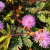 Mimosa Pudica Seeds - 100 Sensitive Plant Seeds - Touch-Me-Not Flower Seeds - Image 1
