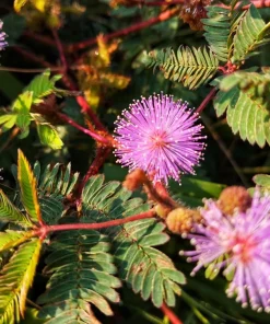 Mimosa Pudica Seeds - 100 Sensitive Plant Seeds - Touch-Me-Not Flower Seeds - Image 1