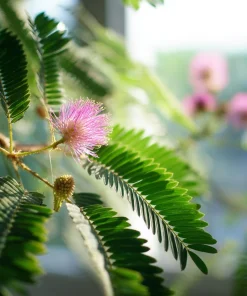 Mimosa Pudica Seeds – Sensitive Plant 'Touch-Me-Not' – 20 Seed Pack - Image 2