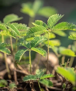 Mimosa Pudica Seeds – Sensitive Plant 'Touch-Me-Not' – 20 Seed Pack - Image 3