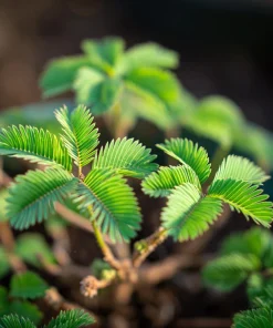Mimosa Pudica Seeds – Sensitive Plant 'Touch-Me-Not' – 20 Seed Pack - Image 4