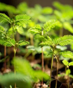 Mimosa Pudica Seeds – Sensitive Plant 'Touch-Me-Not' – 20 Seed Pack - Image 6