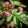 Mimosa Pudica Seeds – Sensitive Plant 'Touch-Me-Not' – 20 Seed Pack - Image 1