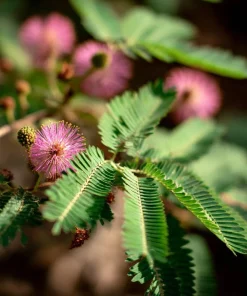 Mimosa Pudica Seeds – Sensitive Plant 'Touch-Me-Not' – 20 Seed Pack - Image 1