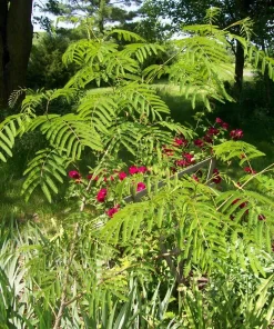 Mimosa Tree Seeds - 20 Count Pack for Outdoor Planting - Albizia Julibrissin - Image 2