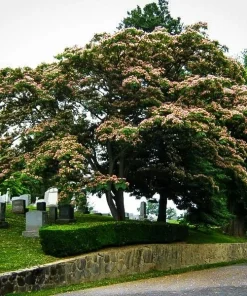Mimosa Tree Seeds - 20 Count Pack for Outdoor Planting - Albizia Julibrissin - Image 9